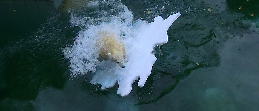 Eisbärjungtier ANORI mit Eisscholle am 13. Oktober 2012 im Wuppertaler Zoo