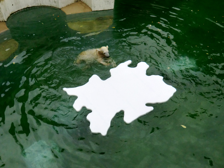 Eisbärjungtier ANORI mit Eisscholle am 13. Oktober 2012 im Zoologischen Garten Wuppertal