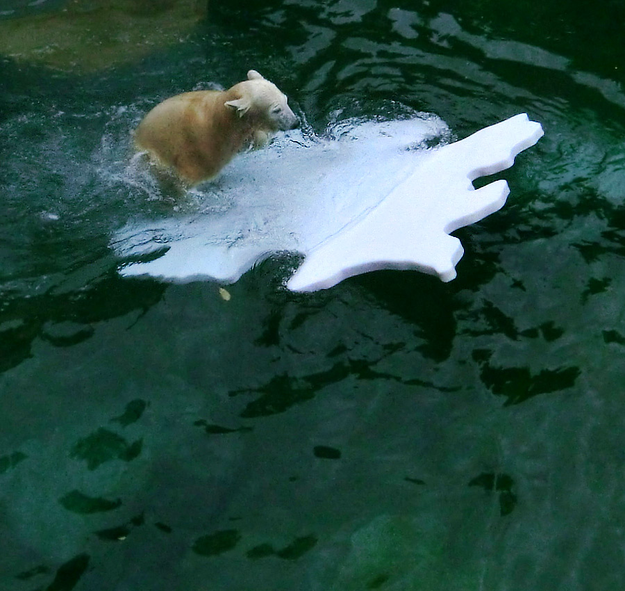 Eisbärjungtier ANORI mit Eisscholle am 13. Oktober 2012 im Wuppertaler Zoo