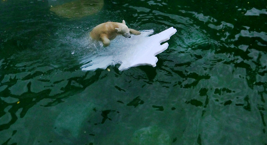Eisbärjungtier ANORI mit Eisscholle am 13. Oktober 2012 im Zoo Wuppertal