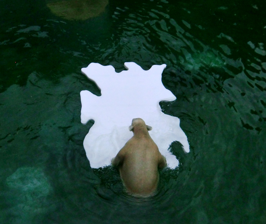 Eisbärjungtier ANORI mit Eisscholle am 13. Oktober 2012 im Zoologischen Garten Wuppertal