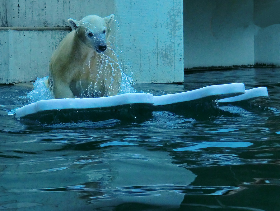 Eisbärjungtier ANORI mit Eisscholle am 13. Oktober 2012 im Wuppertaler Zoo