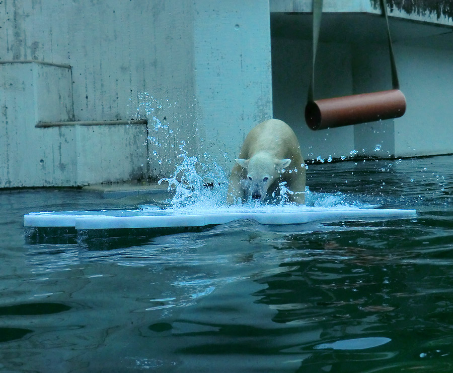 Eisbärjungtier ANORI mit Eisscholle am 13. Oktober 2012 im Zoo Wuppertal