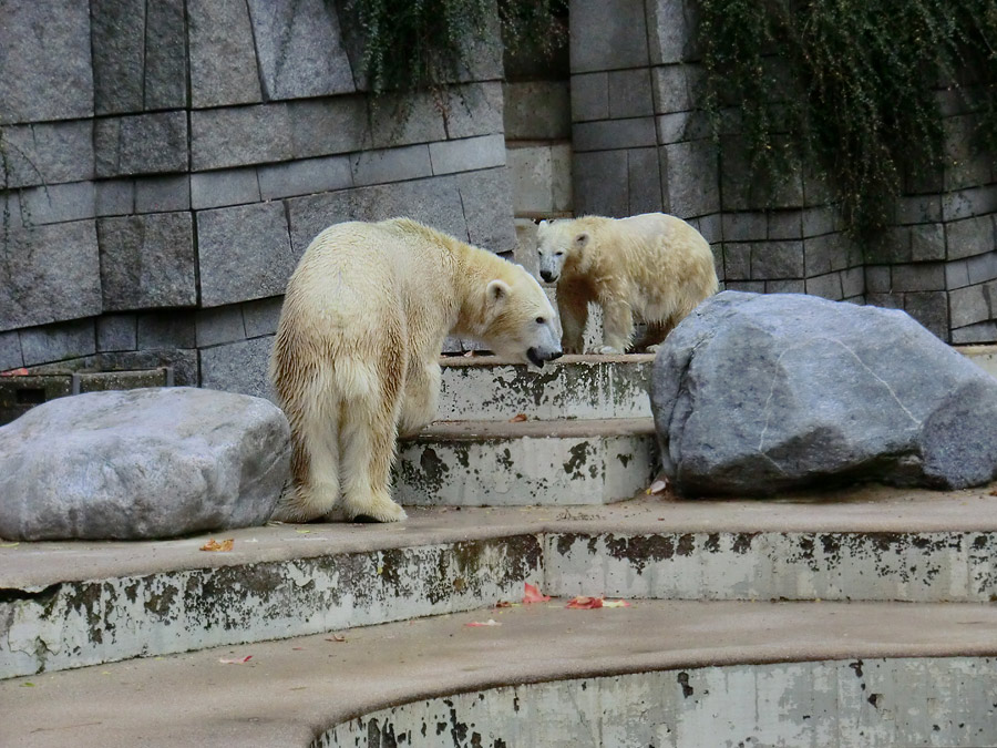 Eisbärin VILMA und Eisbärjungtier ANORI am 13. Oktober 2012 im Zoologischen Garten Wuppertal