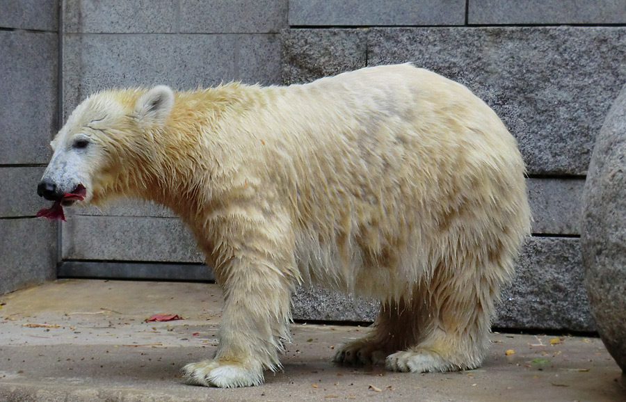 Eisbärjungtier ANORI am 13. Oktober 2012 im Wuppertaler Zoo