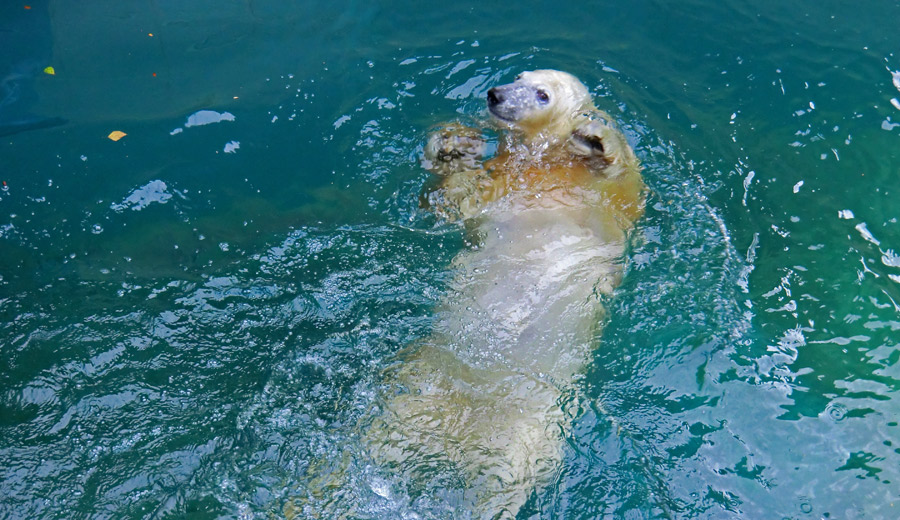 Eisbärjungtier ANORI am 13. Oktober 2012 im Zoologischen Garten Wuppertal