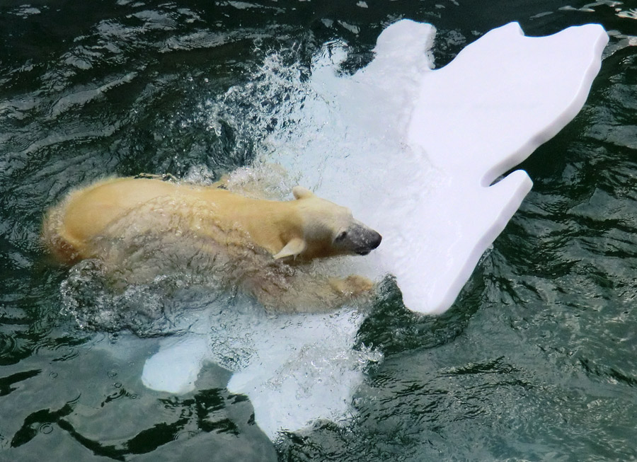 Eisbärjungtier ANORI mit Eisscholle am 13. Oktober 2012 im Wuppertaler Zoo