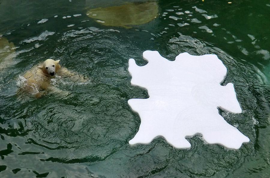 Eisbärjungtier ANORI mit Eisscholle am 13. Oktober 2012 im Zoo Wuppertal