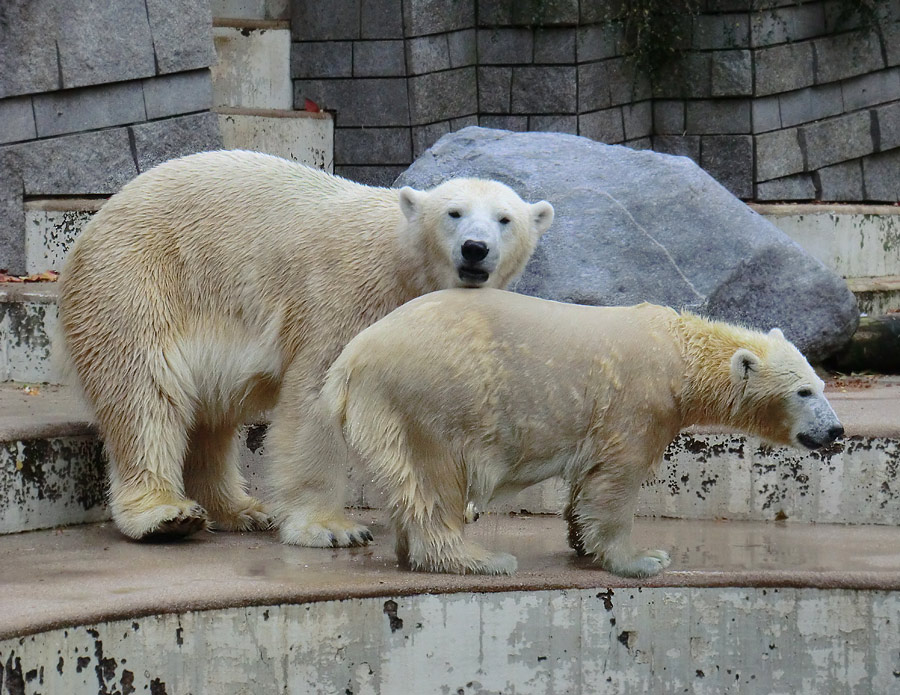 Eisbärin VILMA und Eisbärjungtier ANORI am 13. Oktober 2012 im Zoologischen Garten Wuppertal