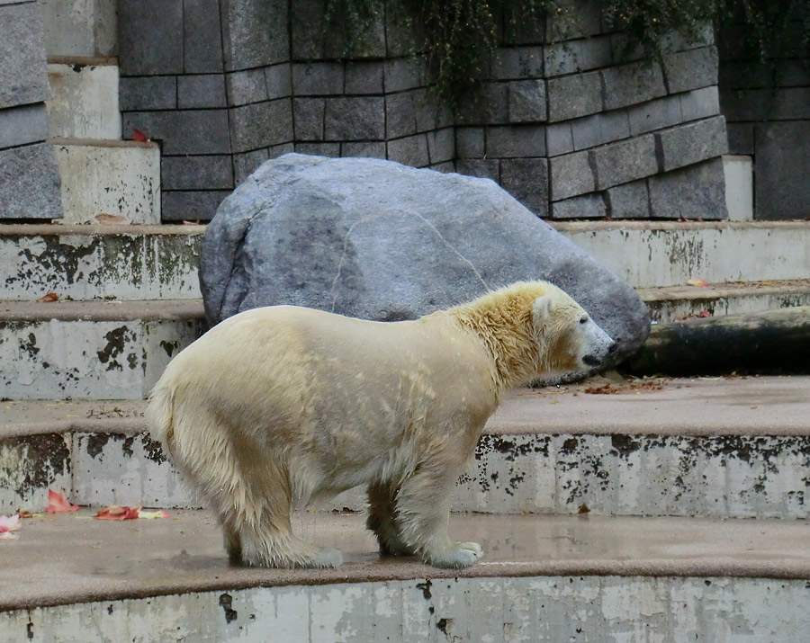 Eisbärjungtier ANORI am 13. Oktober 2012 im Wuppertaler Zoo