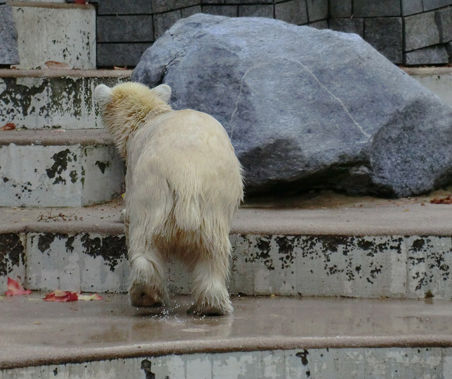 Eisbärjungtier ANORI am 13. Oktober 2012 im Zoo Wuppertal