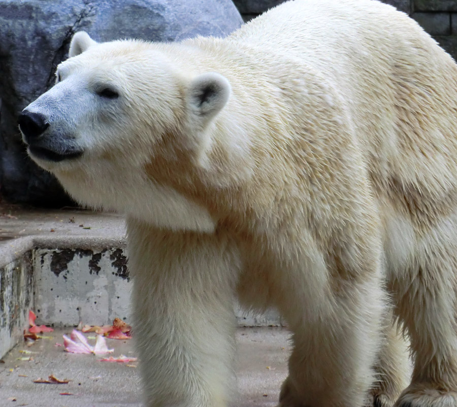Eisbärin VILMA am 13. Oktober 2012 im Zoo Wuppertal