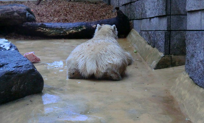 Eisbärjungtier ANORI am 13. Oktober 2012 im Zoo Wuppertal
