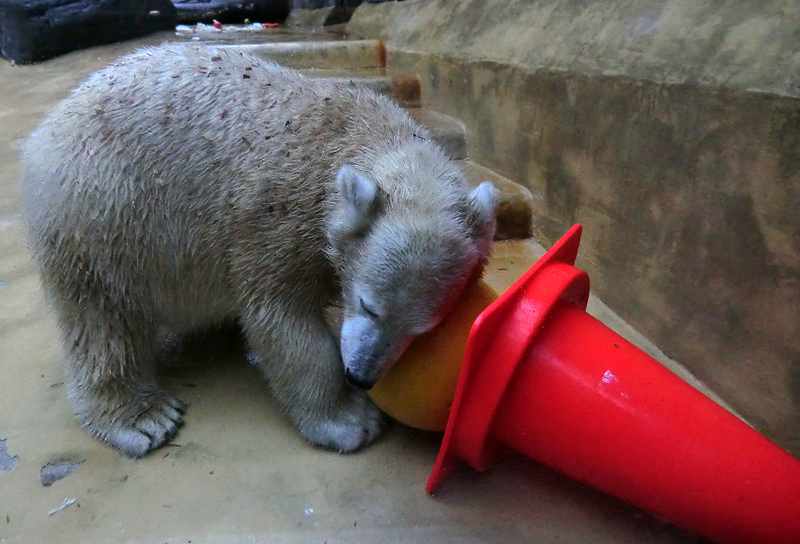 Eisbärjungtier ANORI am 13. Oktober 2012 im Wuppertaler Zoo