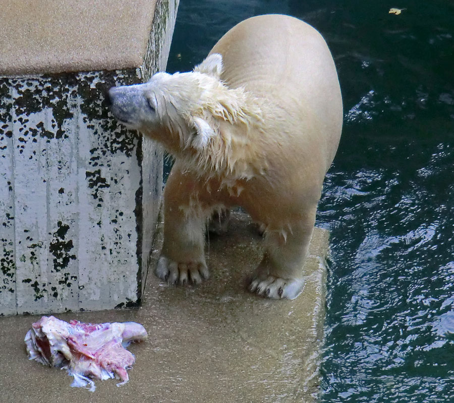 Eisbärjungtier ANORI am 20. Oktober 2012 im Wuppertaler Zoo