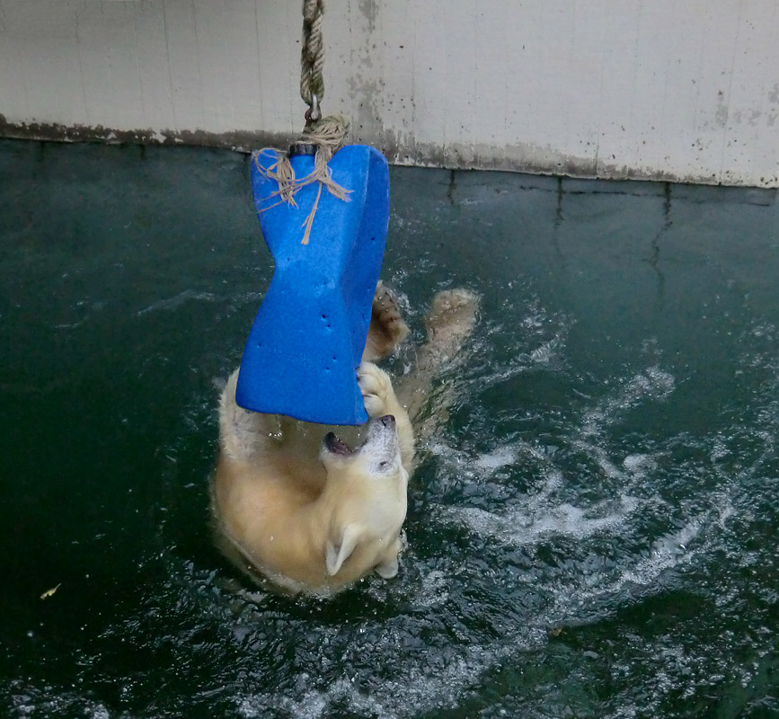 Eisbärjungtier ANORI am 20. Oktober 2012 im Zoo Wuppertal