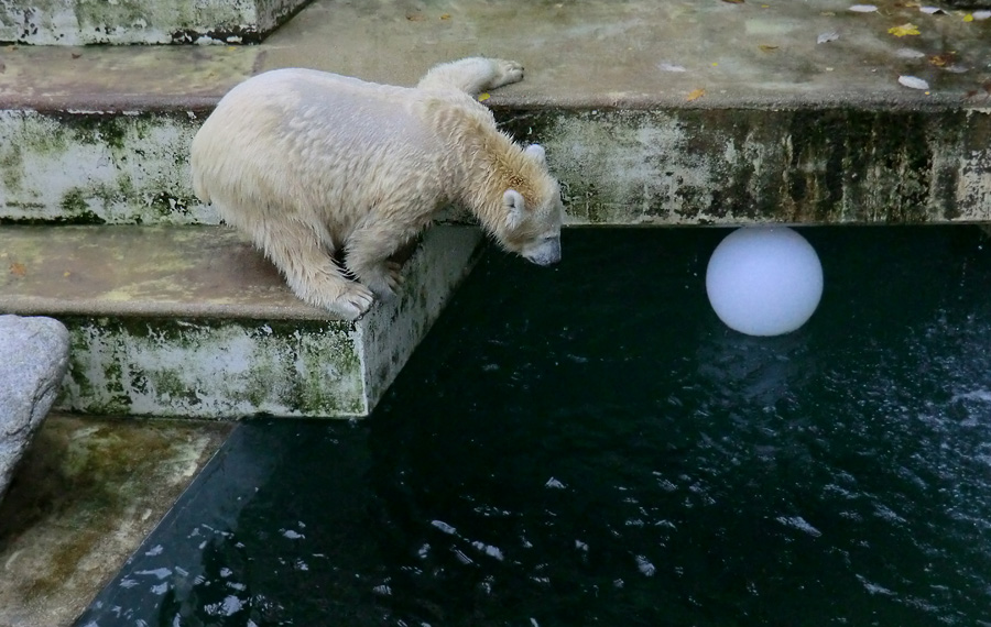 Eisbärjungtier ANORI am 20. Oktober 2012 im Zoologischen Garten Wuppertal