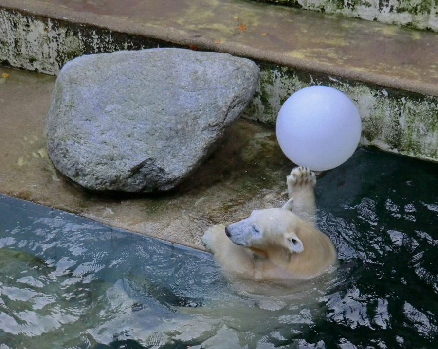 Eisbärjungtier ANORI am 20. Oktober 2012 im Zoologischen Garten Wuppertal