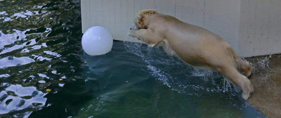 Eisbärjungtier ANORI am 20. Oktober 2012 im Wuppertaler Zoo