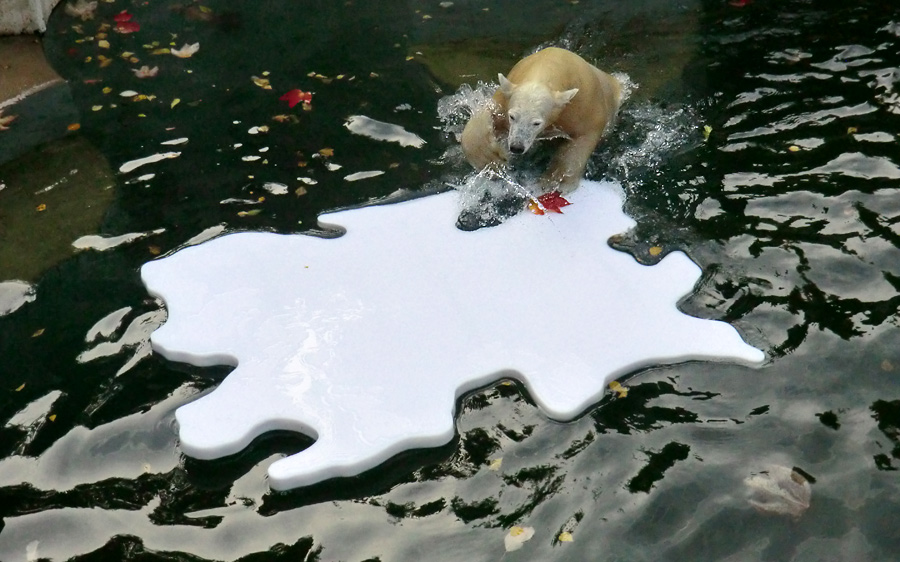 Eisbärjungtier ANORI am 20. Oktober 2012 im Zoo Wuppertal