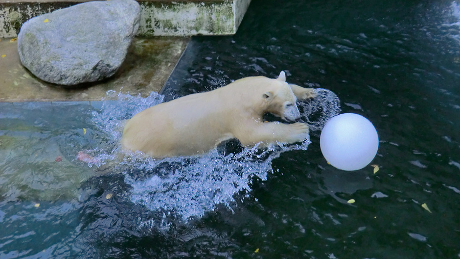 Eisbärjungtier ANORI am 20. Oktober 2012 im Wuppertaler Zoo