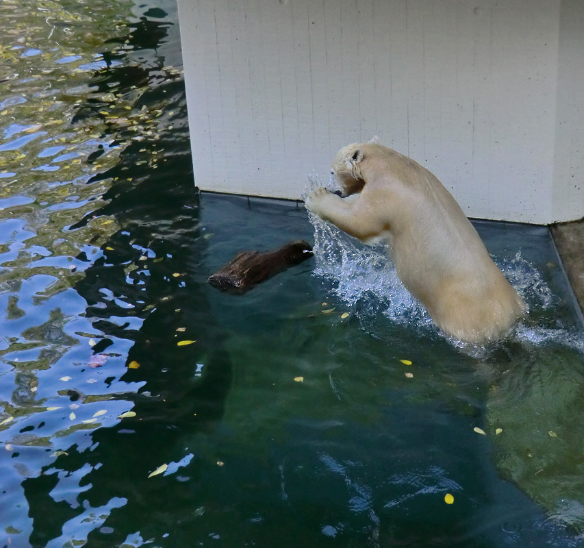 Eisbärjungtier ANORI am 20. Oktober 2012 im Zoo Wuppertal