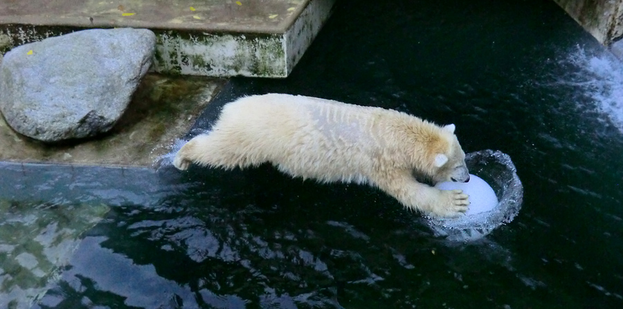 Eisbärjungtier ANORI am 20. Oktober 2012 im Wuppertaler Zoo