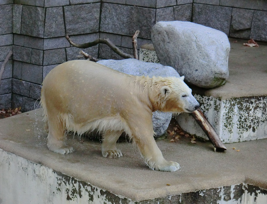 Eisbärjungtier ANORI am 20. Oktober 2012 im Zoo Wuppertal