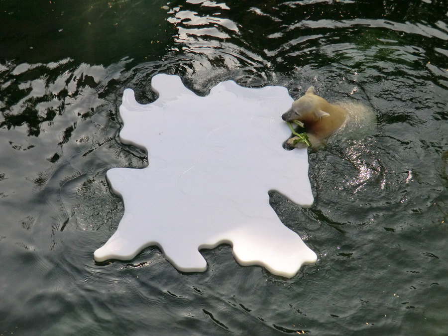 Eisbärjungtier ANORI am 20. Oktober 2012 im Wuppertaler Zoo