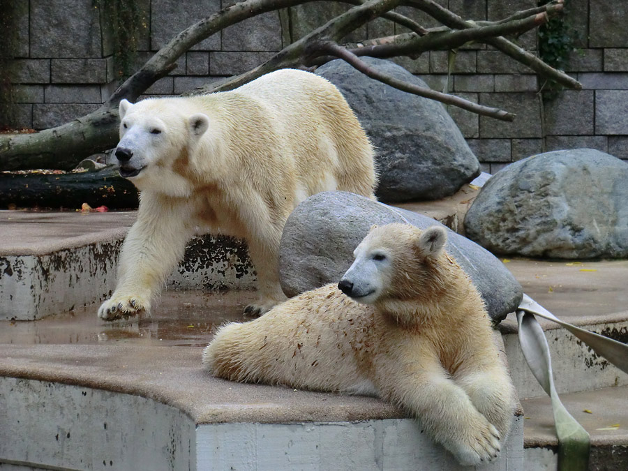 Eisbärin VILMA und Eisbärjungtier ANORI am 20. Oktober 2012 im Zoologischen Garten Wuppertal