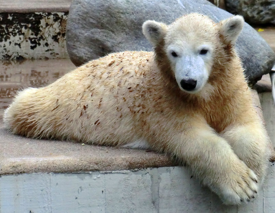 Eisbärjungtier ANORI am 20. Oktober 2012 im Zoo Wuppertal