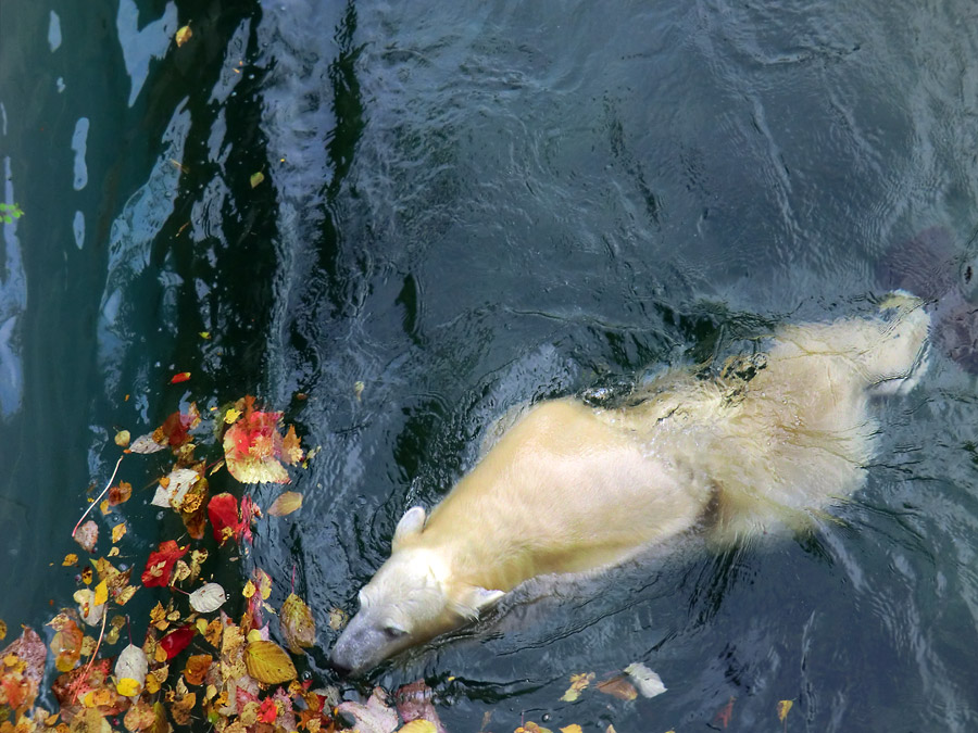 Eisbärjungtier ANORI am 20. Oktober 2012 im Zoologischen Garten Wuppertal