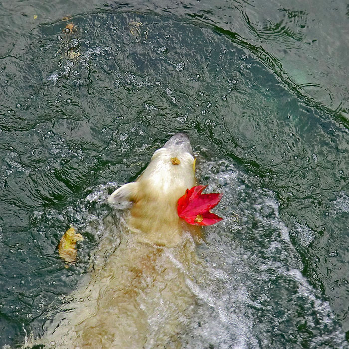 Eisbärjungtier ANORI am 20. Oktober 2012 im Wuppertaler Zoo