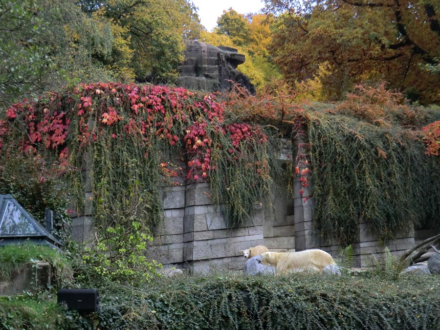 Eisbärjungtier ANORI und Eisbärin VILMA am 20. Oktober 2012 im Zoo Wuppertal