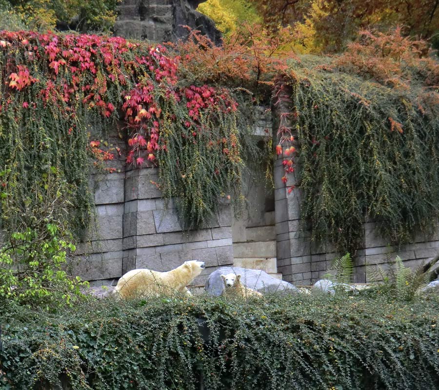 Eisbärin VILMA und Eisbärjungtier ANORI am 20. Oktober 2012 im Zoologischen Garten Wuppertal