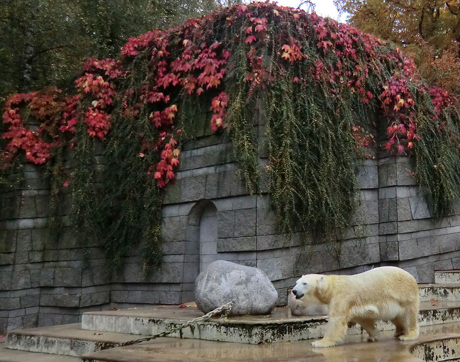 Eisbärin VILMA am 20. Oktober 2012 im Zoo Wuppertal