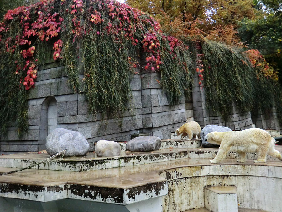 Eisbärjungtier ANORI und Eisbärin VILMA am 20. Oktober 2012 im Zoologischen Garten Wuppertal