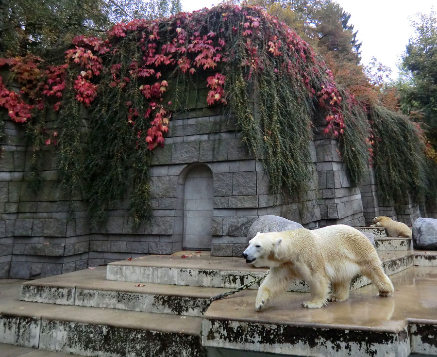 Eisbärin VILMA und Eisbärjungtier ANORI am 20. Oktober 2012 im Wuppertaler Zoo