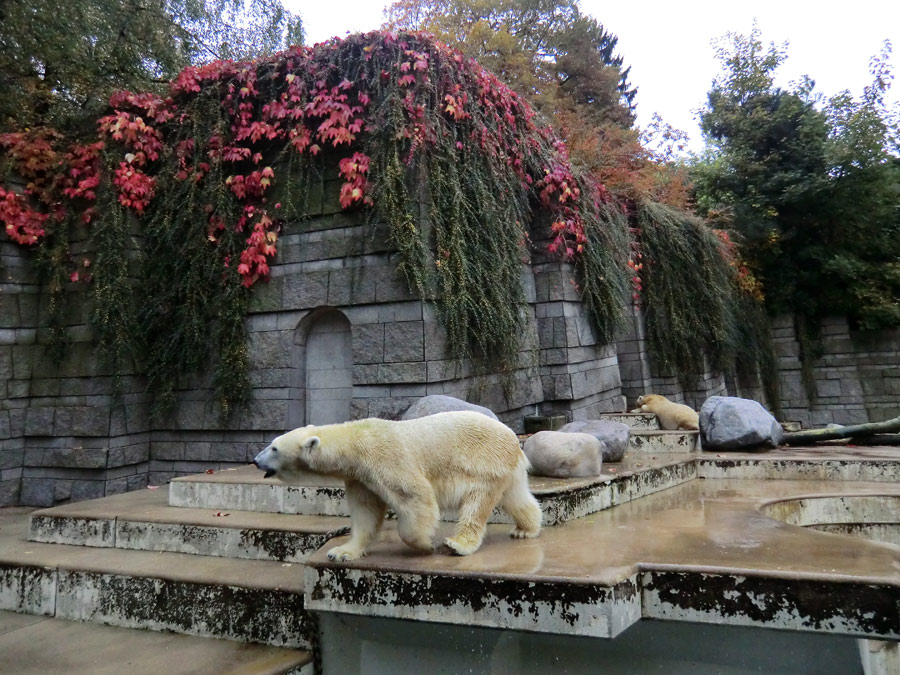 Eisbärin VILMA und Eisbärjungtier ANORI am 20. Oktober 2012 im Zoo Wuppertal