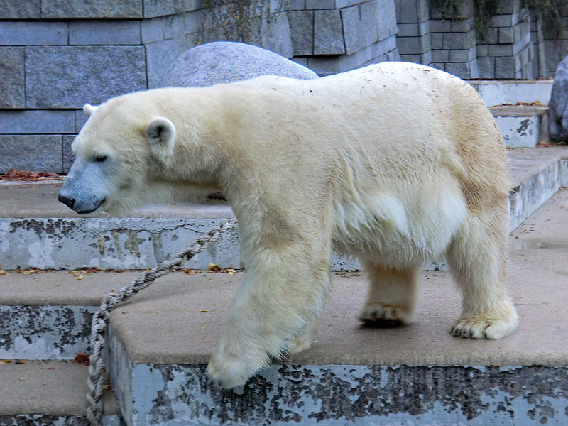 Eisbärin VILMA am 27. Oktober 2012 im Wuppertaler Zoo