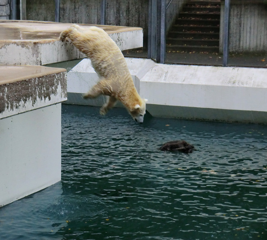 Eisbärjungtier ANORI am 27. Oktober 2012 im Wuppertaler Zoo