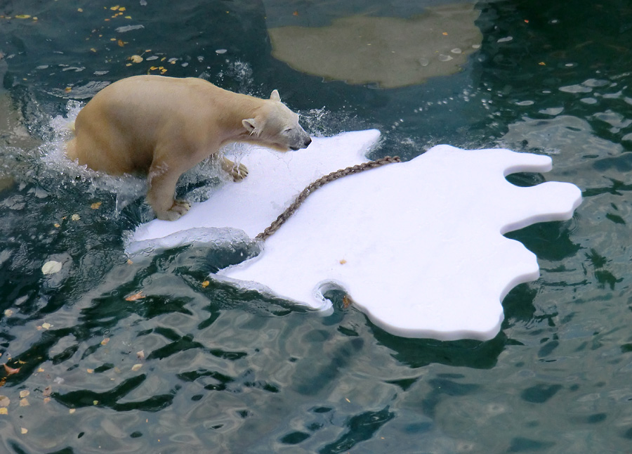 Eisbärjungtier ANORI am 27. Oktober 2012 im Zoo Wuppertal