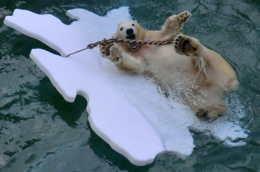 Eisbärjungtier ANORI am 27. Oktober 2012 im Wuppertaler Zoo