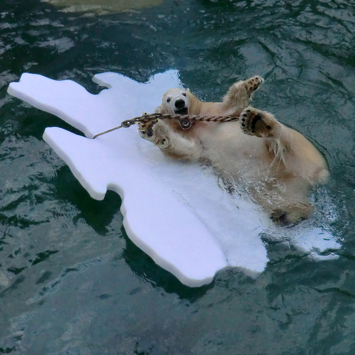 Eisbärjungtier ANORI am 27. Oktober 2012 im Wuppertaler Zoo