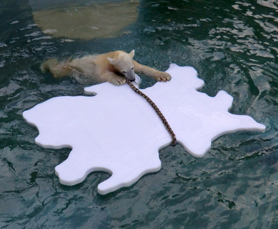 Eisbärjungtier ANORI am 27. Oktober 2012 im Zoologischen Garten Wuppertal