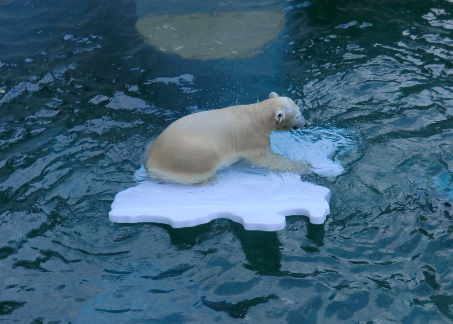 Eisbärjungtier ANORI am 27. Oktober 2012 im Zoologischen Garten Wuppertal