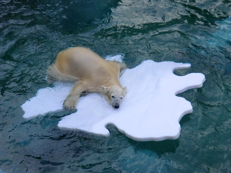 Eisbärjungtier ANORI am 27. Oktober 2012 im Zoo Wuppertal