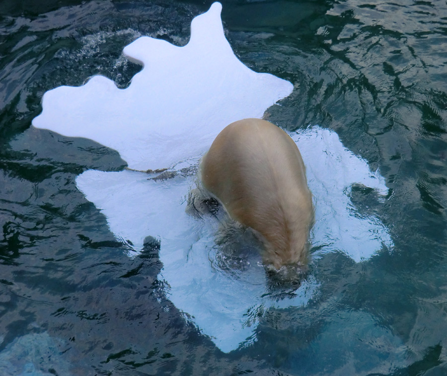 Eisbärjungtier ANORI am 27. Oktober 2012 im Wuppertaler Zoo