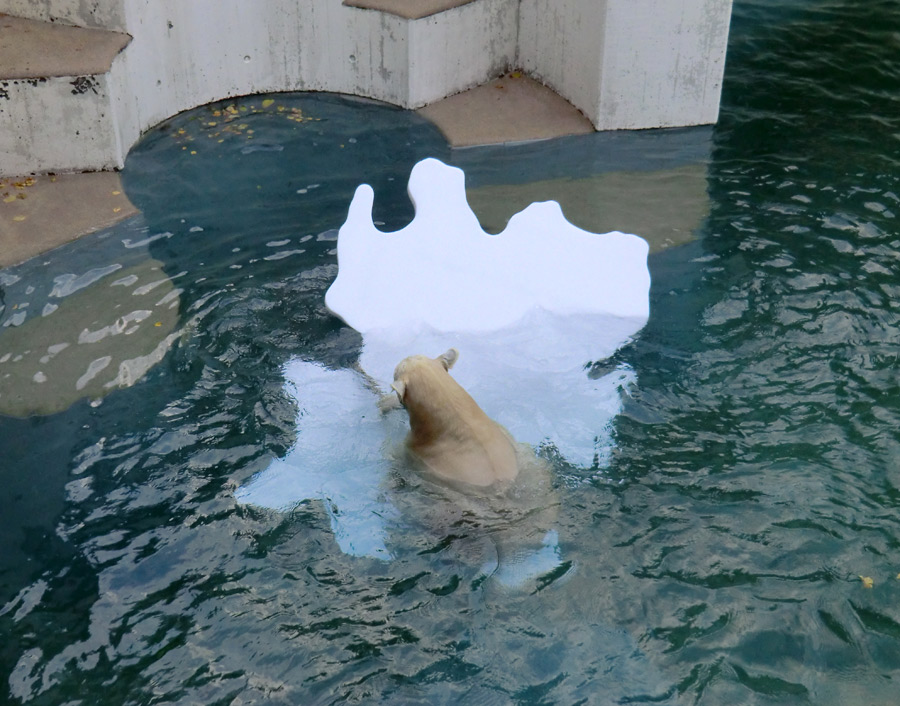 Eisbärjungtier ANORI am 27. Oktober 2012 im Zoo Wuppertal