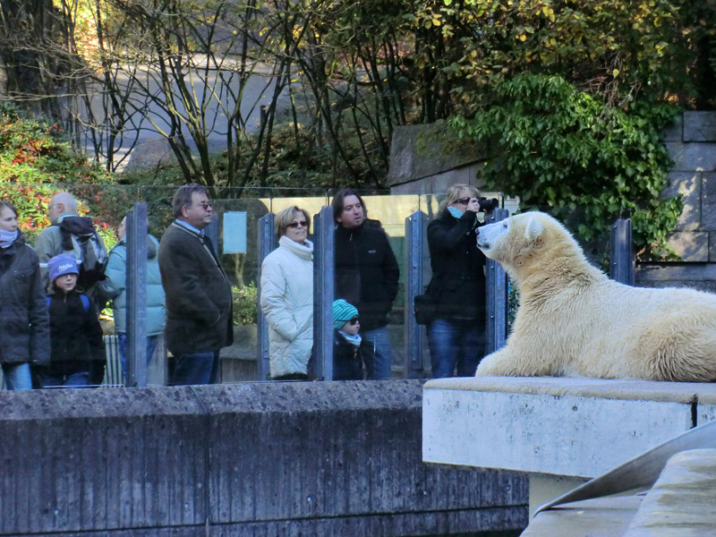 Eisbärjungtier ANORI am 27. Oktober 2012 im Wuppertaler Zoo